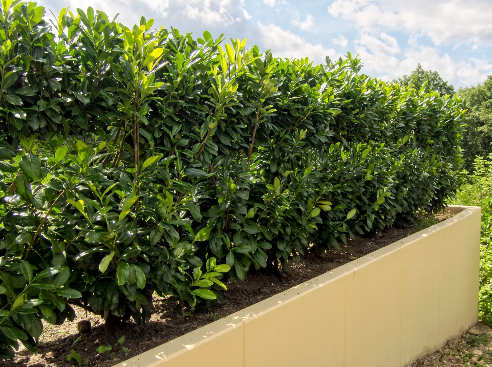Sichtschutzbepflanzung Gartenbau Sebastian Laub      