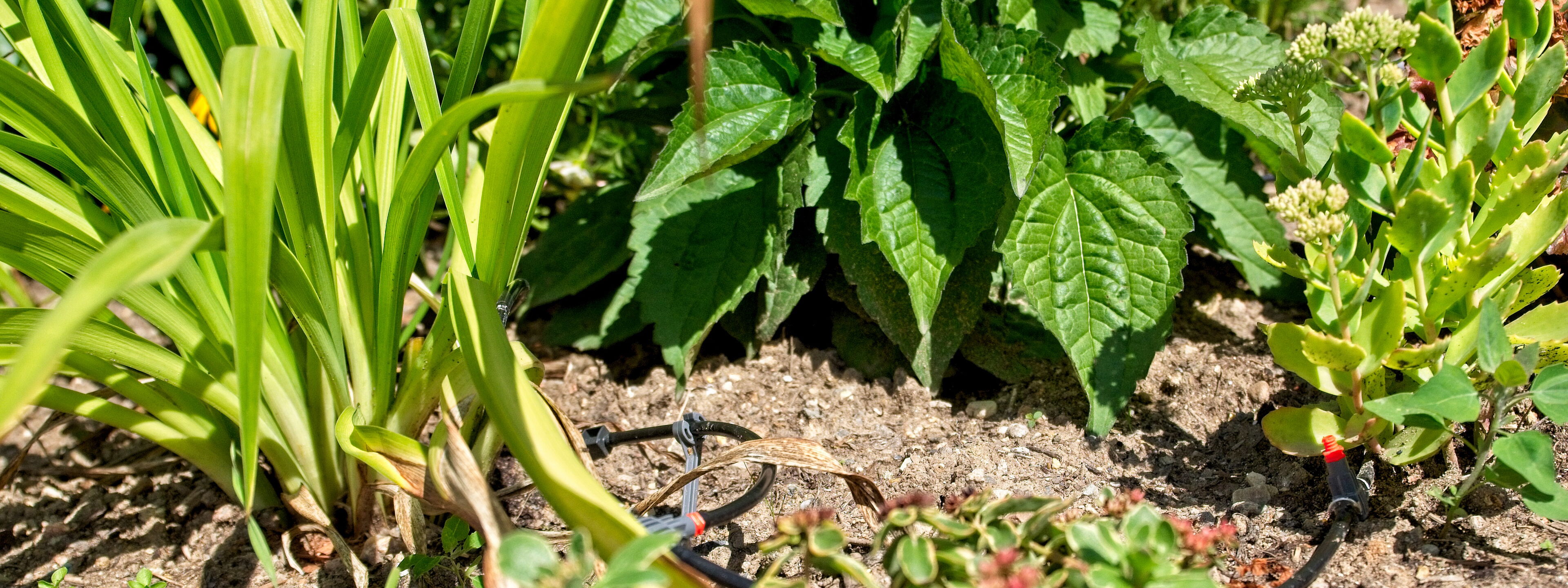Beetrodung Gartenbau Sebastian Laub      