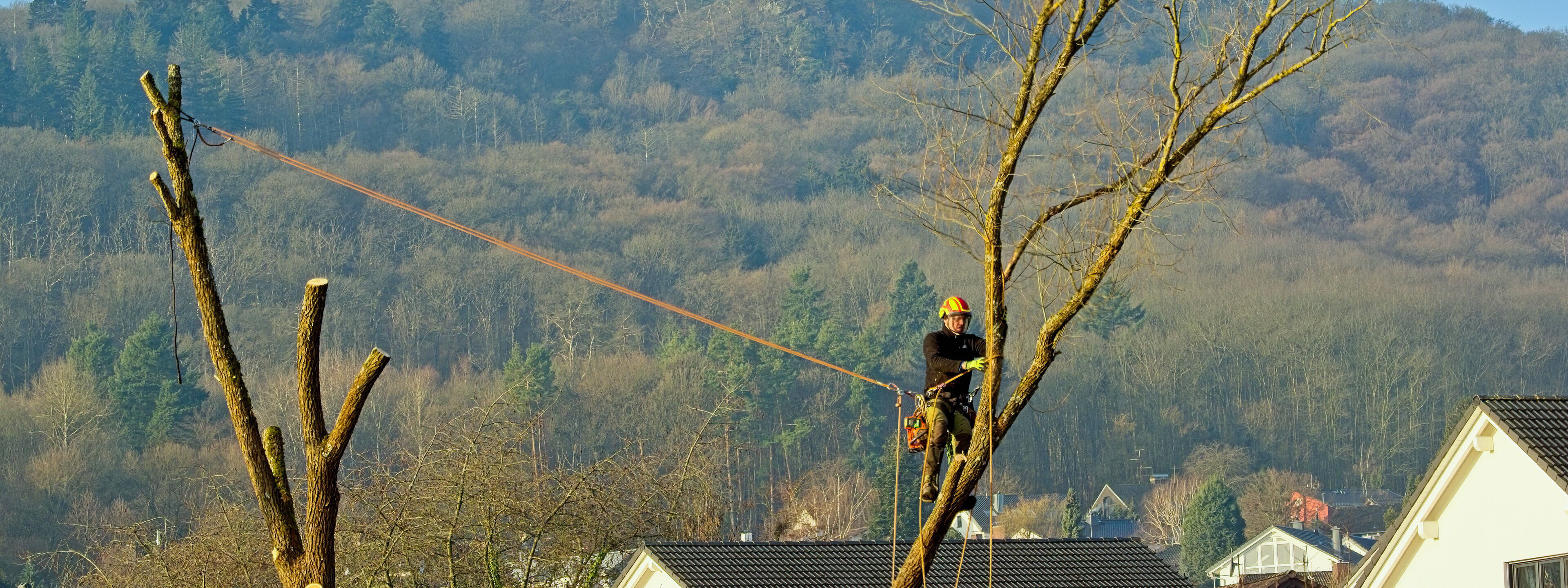 Baumfällung Gartenbau Sebastian Laub      