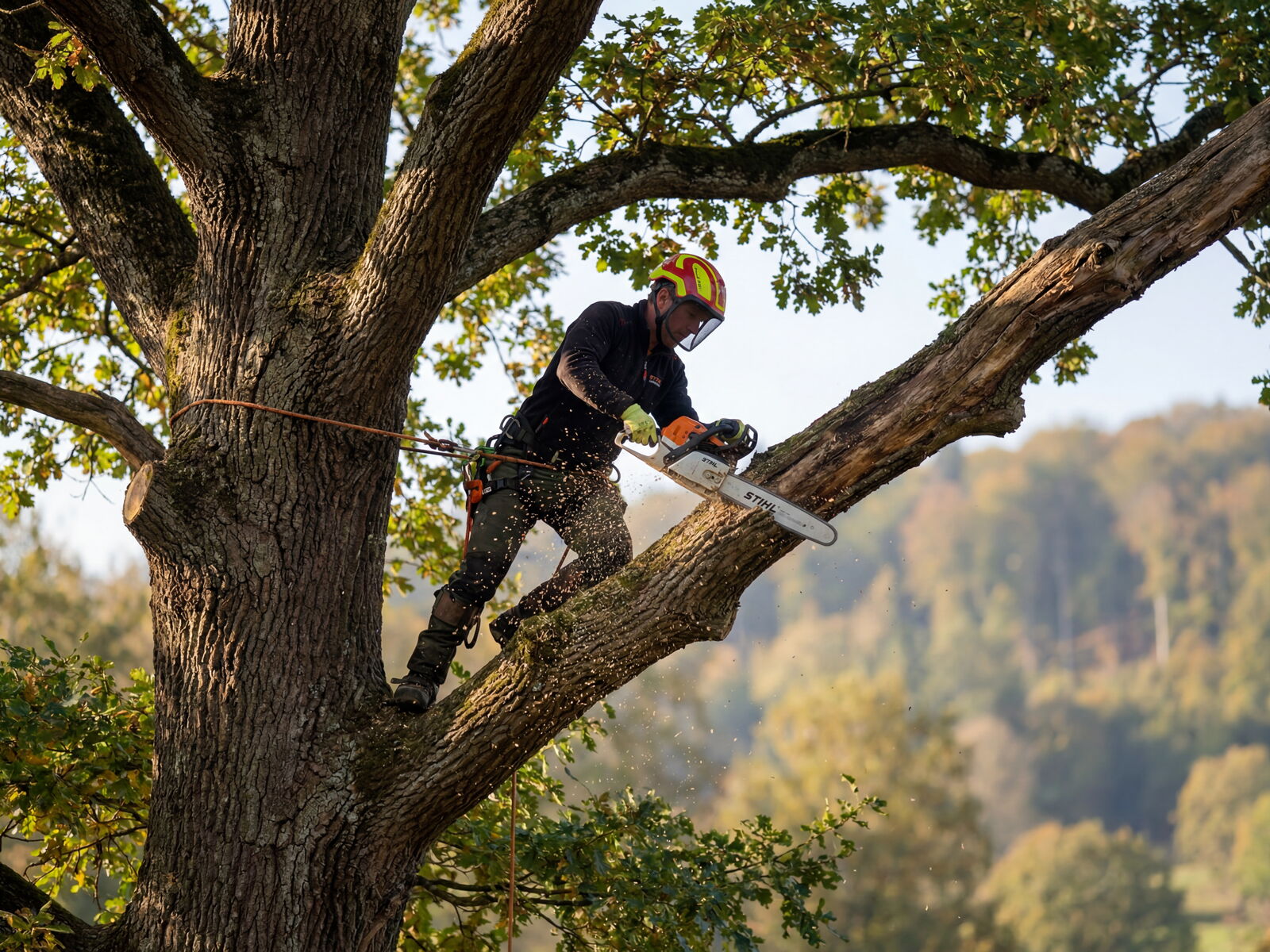 Baumfällung Gartenbau Sebastian Laub      