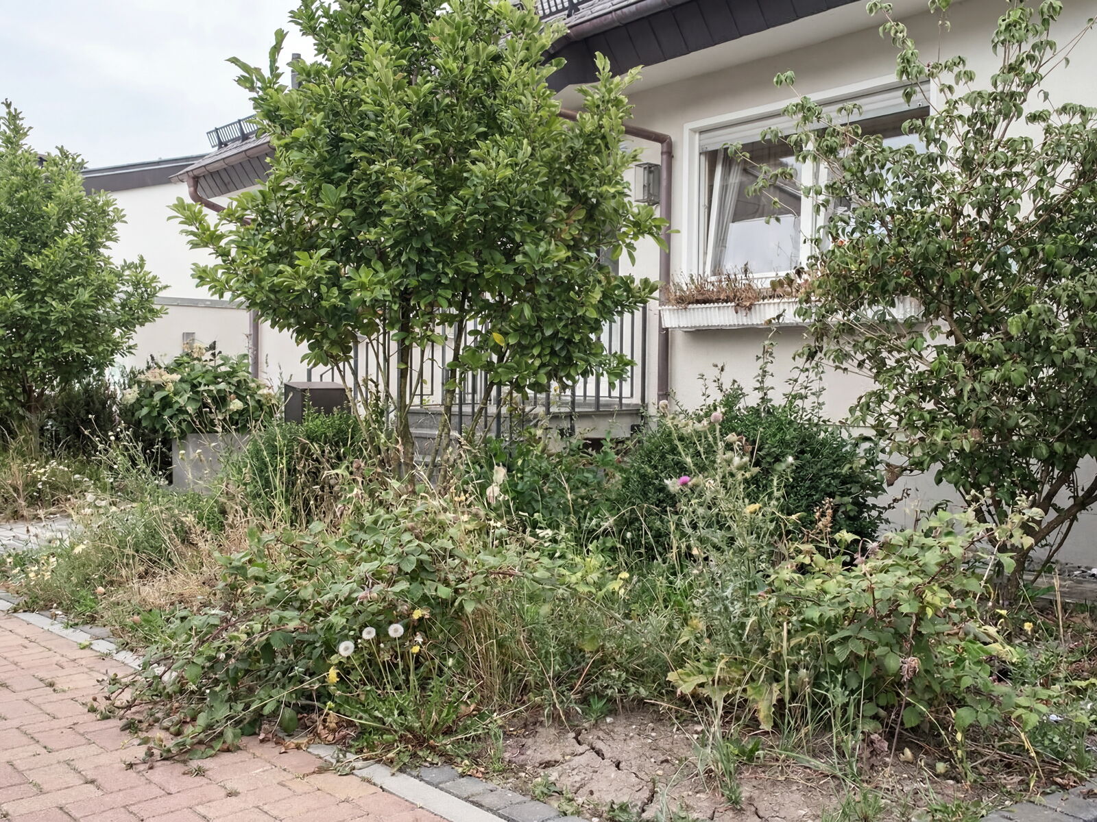 Bepflanzung Gartenbau Sebastian Laub      