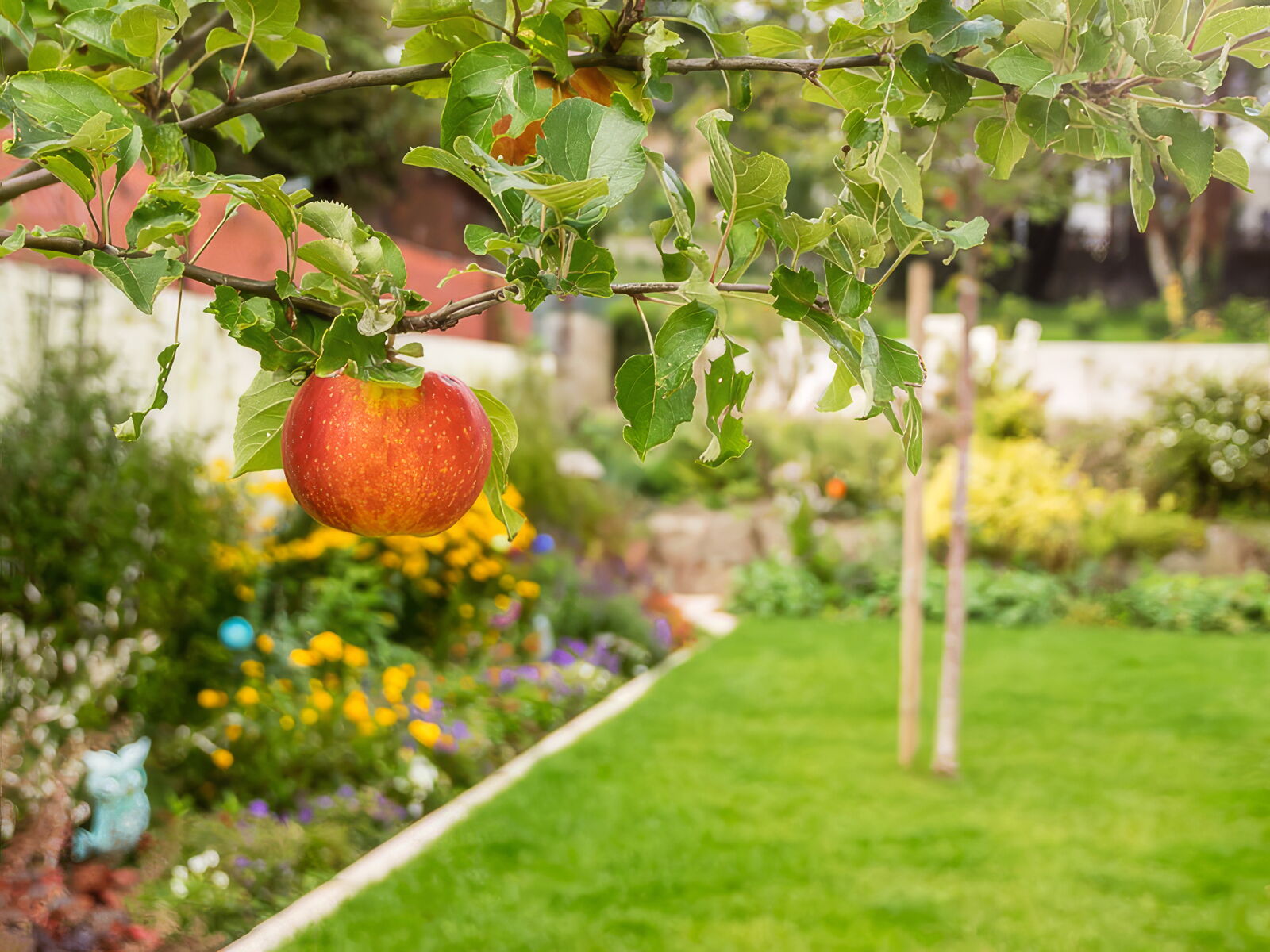 Obstbaumschnitt Gartenbau Sebastian Laub      