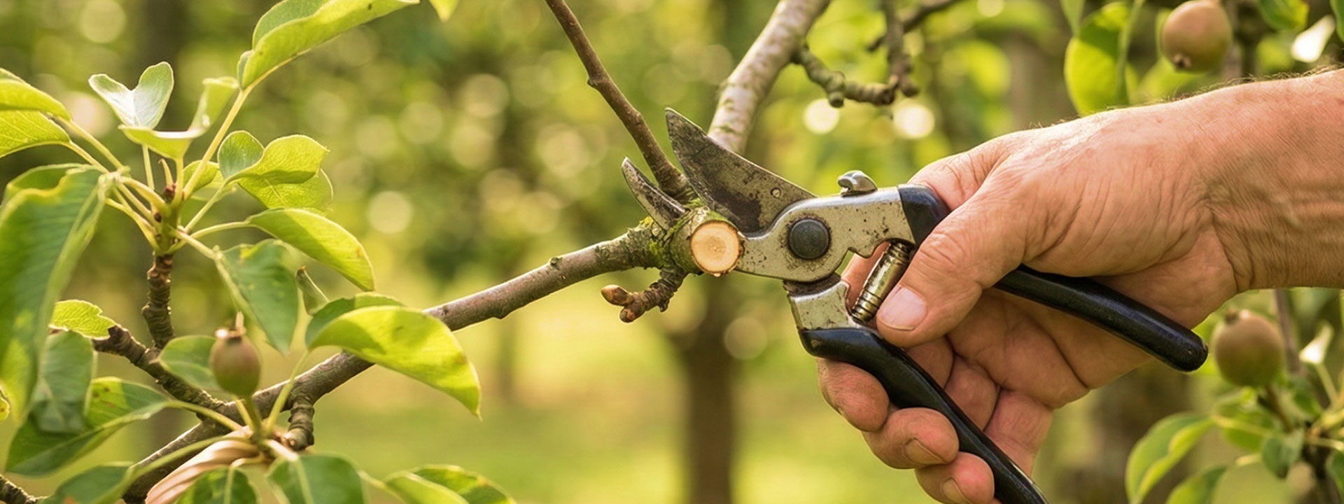 Obstbaumschnitt Gartenbau Sebastian Laub      