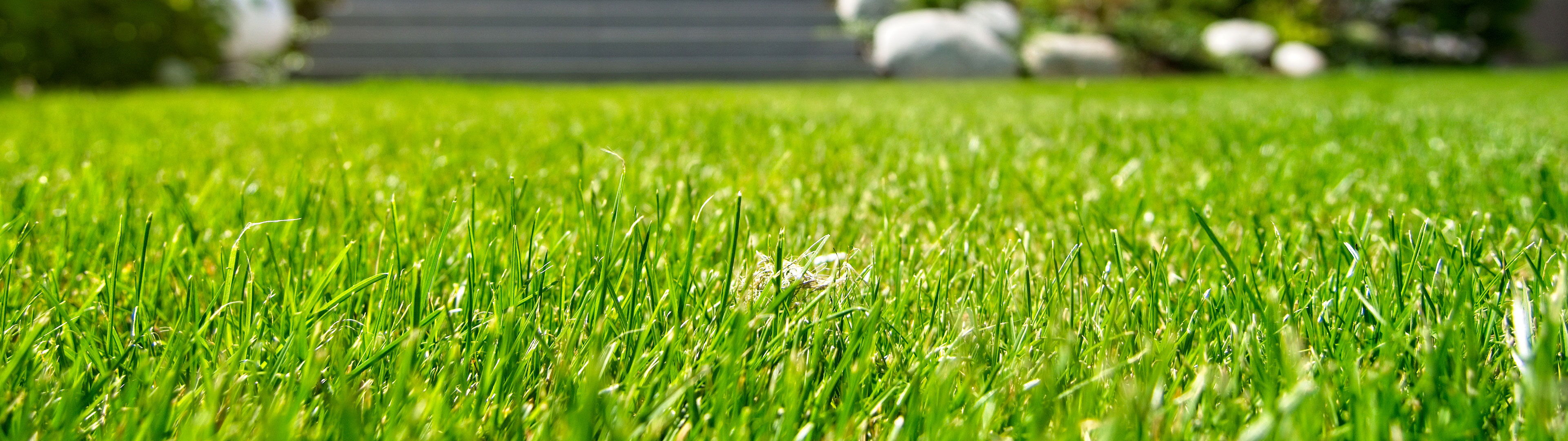 Startseite Gartenbau Sebastian Laub      